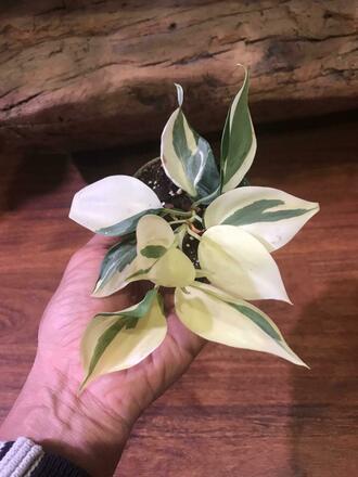 Philodendron Gabby Gardeneur